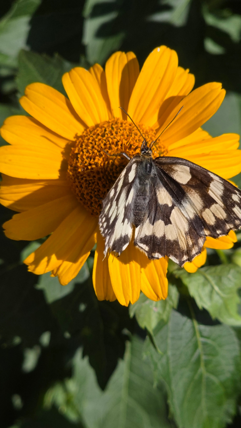 Schmetterling auf Sonnenblume