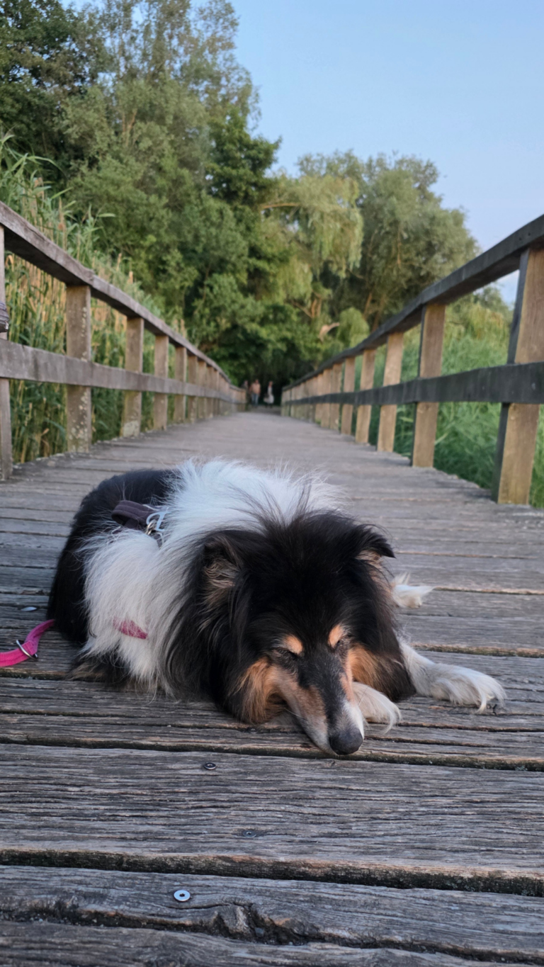 Max am Bohlensteg Blankensee
