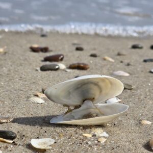 Muschel am Strand
